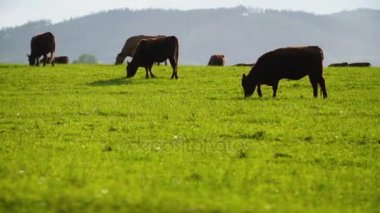 Yeni Zelanda'da bir vadisinde otlayan inekler