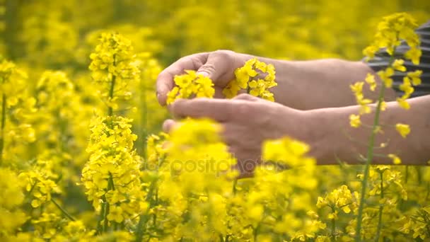 Campesino macho en campo agrícola cultivado de colza oleaginosa examinando la canola — Vídeo de stock