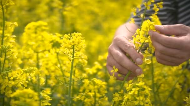 Agriculteur masculin dans un champ agricole cultivé de colza oléagineux examinant le canola — Video