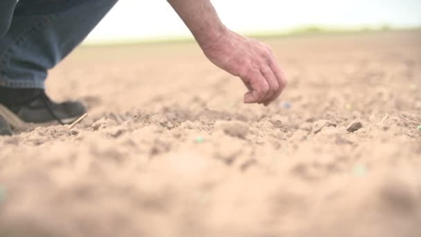 Bauer Hand Saat Erdnuss Nahaufnahme Trieb — Stockvideo