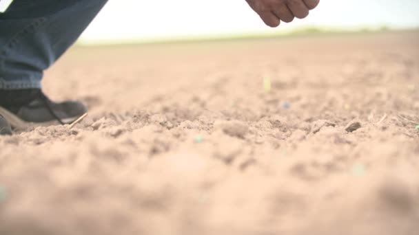 Boer hand loting pinda dicht omhoog schieten — Stockvideo