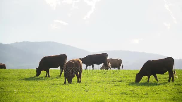 Αγελάδες που βόσκουν σε μια κοιλάδα στη Νέα Ζηλανδία — Αρχείο Βίντεο
