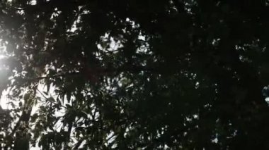 sabah güneşi karşı yaprakları