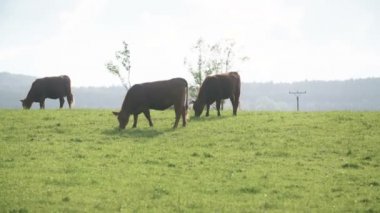 Yeni Zelanda'da bir vadisinde otlayan inekler