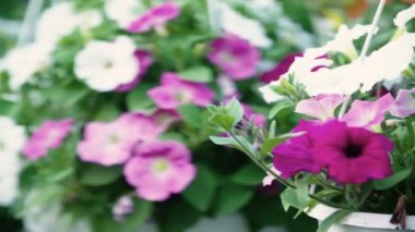 Çiçek bitki vuruşta izleme