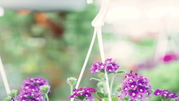 花植物にトラッキング ショット — ストック動画