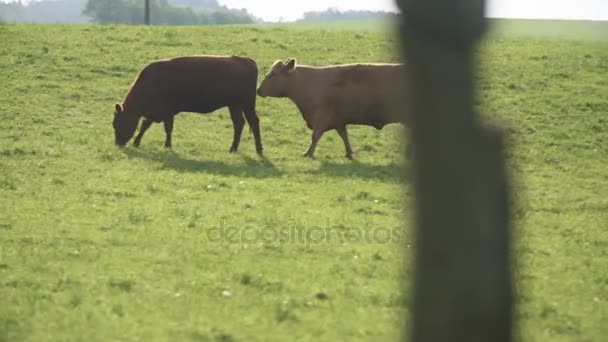 Vacas pastando em um vale na Nova Zelândia — Vídeo de Stock