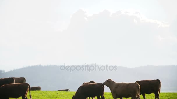 Vacas pastando en un valle en Nueva Zelanda — Vídeos de Stock