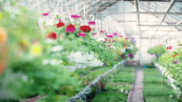 Tracking shot on flower plant — Stock Video