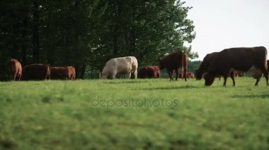 Yeni Zelanda'da bir vadisinde otlayan inekler
