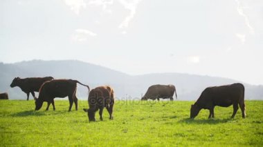 Yeni Zelanda'da bir vadisinde otlayan inekler