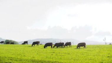 Yeni Zelanda'da bir vadisinde otlayan inekler