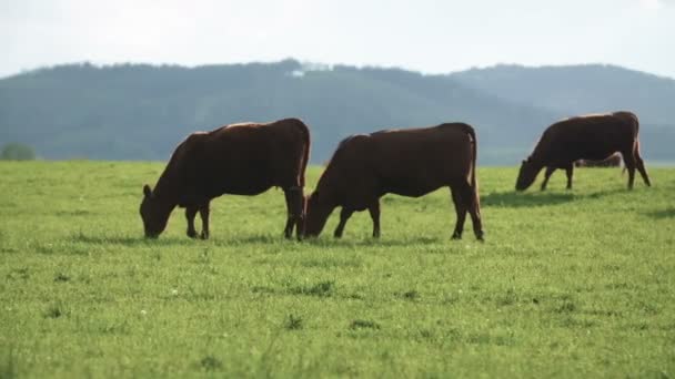 Коровы пасутся в долине Новой Зеландии — стоковое видео