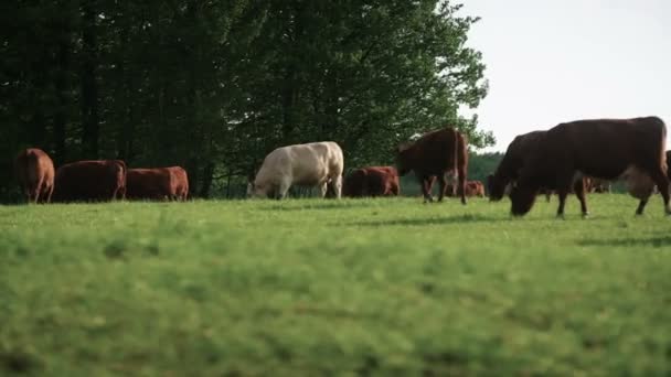 Vacas pastando em um vale na Nova Zelândia — Vídeo de Stock