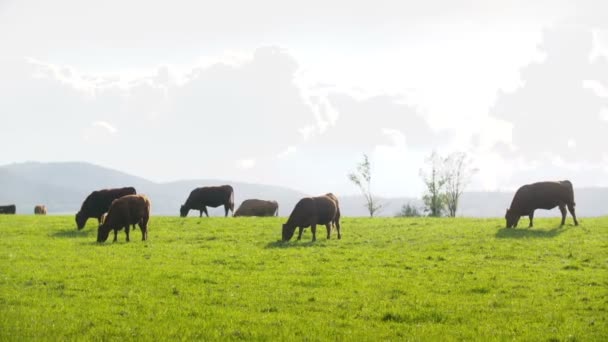 Vacas pastando en un valle en Nueva Zelanda — Vídeos de Stock