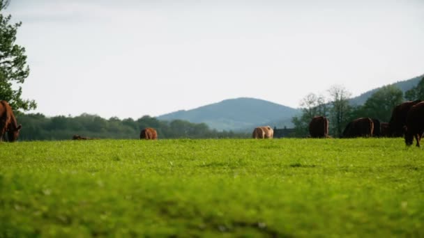 Koeien grazen in een vallei in Nieuw-Zeeland — Stockvideo