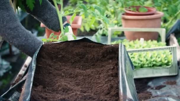 種子を植えます。マイレは、土壌での作業手します。. — ストック動画