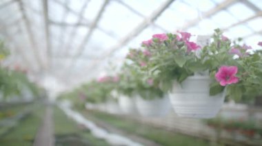 Çiçek bitki vuruşta izleme