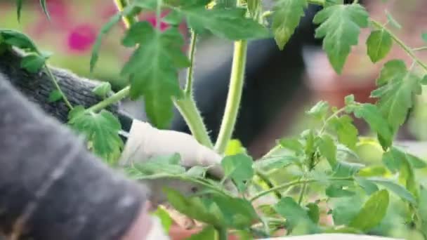 Maceta plantas jóvenes de tomate — Vídeo de stock