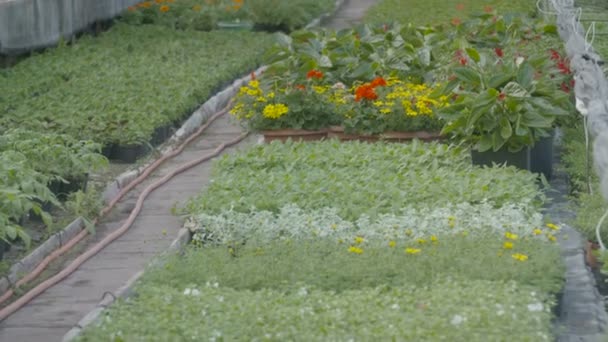 Tiro de seguimiento en planta de flores — Vídeo de stock
