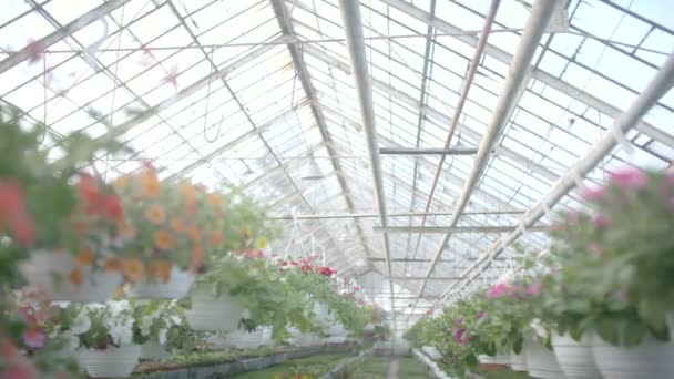 Tiro de seguimiento en planta de flores — Vídeo de stock