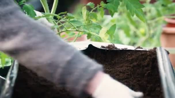 Petani tangan pembibitan kacang dekat menembak — Stok Video