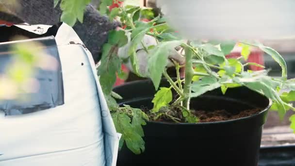 Maceta plantas jóvenes de tomate — Vídeo de stock