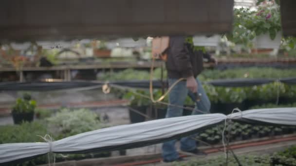 农民喷洒杀虫剂对植物 — 图库视频影像