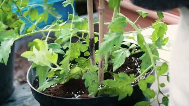 Maceta plantas jóvenes de tomate — Vídeo de stock