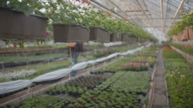 Çiftçi böcek ilacı püskürtme bitkiler üzerinde