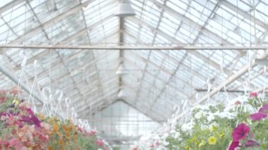 Çiçek bitki vuruşta izleme