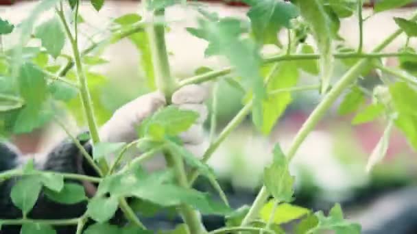 Envasamento de plantas de tomate jovens — Vídeo de Stock