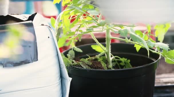 Maceta plantas jóvenes de tomate — Vídeo de stock