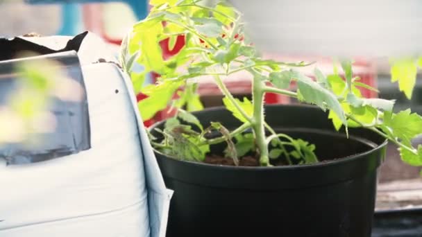 Planteringsjord unga tomatplantor — Stockvideo