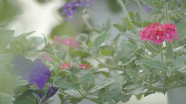 Tiro de seguimiento en planta de flores — Vídeo de stock