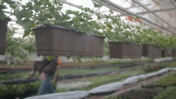 Trabalhador flores de rega em 4K — Vídeo de Stock