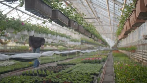 Worker watering flowers in 4K — Stock Video