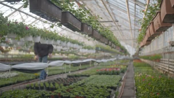 Trabajador regando flores en 4K — Vídeos de Stock