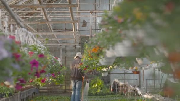 Arbetaren vattna blommor i 4k — Stockvideo