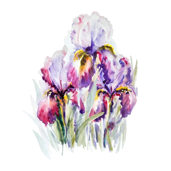 Aquarelle iris illustration couleur — Photo