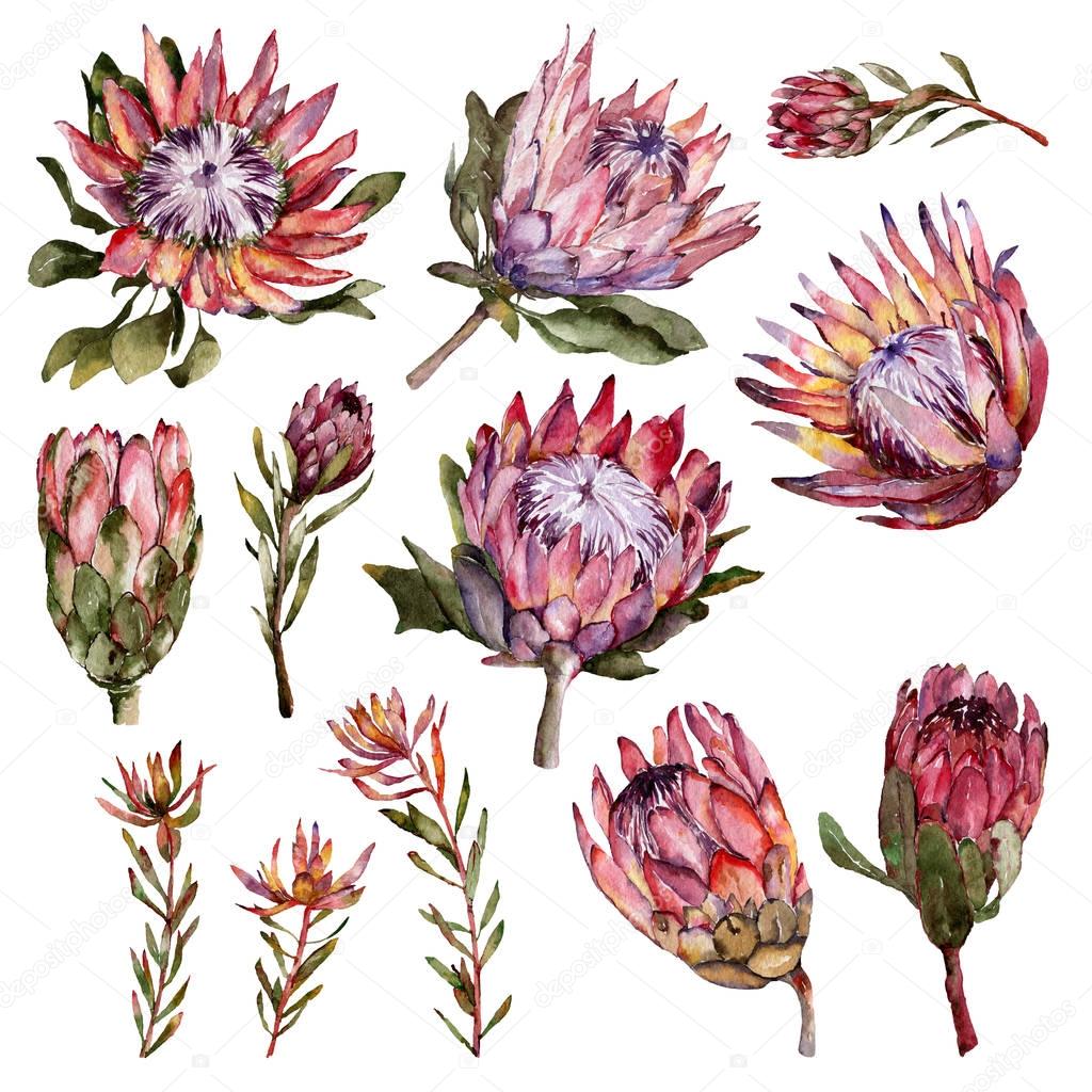 Watercolor protea flowers set