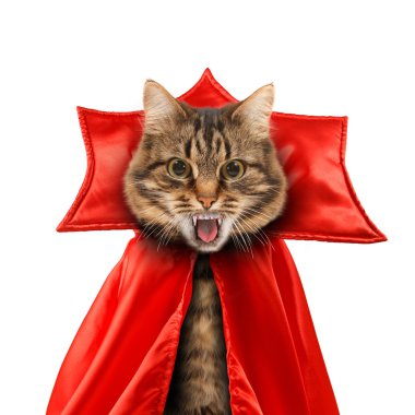 Dişleri ile kedi kötü