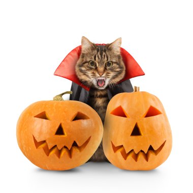 Kabak ile kedi kötü