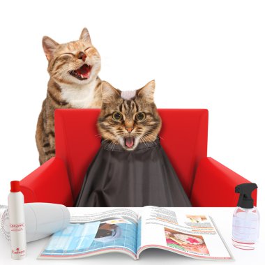 Funny cat at beauty salon clipart