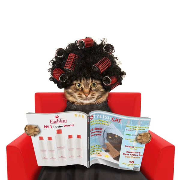 Śmieszne kot w salonie kosmetycznym — Zdjęcie stockowe