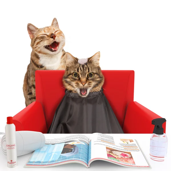 Funny cat at beauty salon — Stock Photo, Image