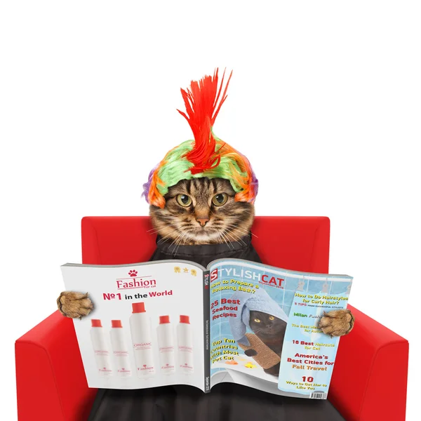 Funny kočka v beauty salonu — Stock fotografie