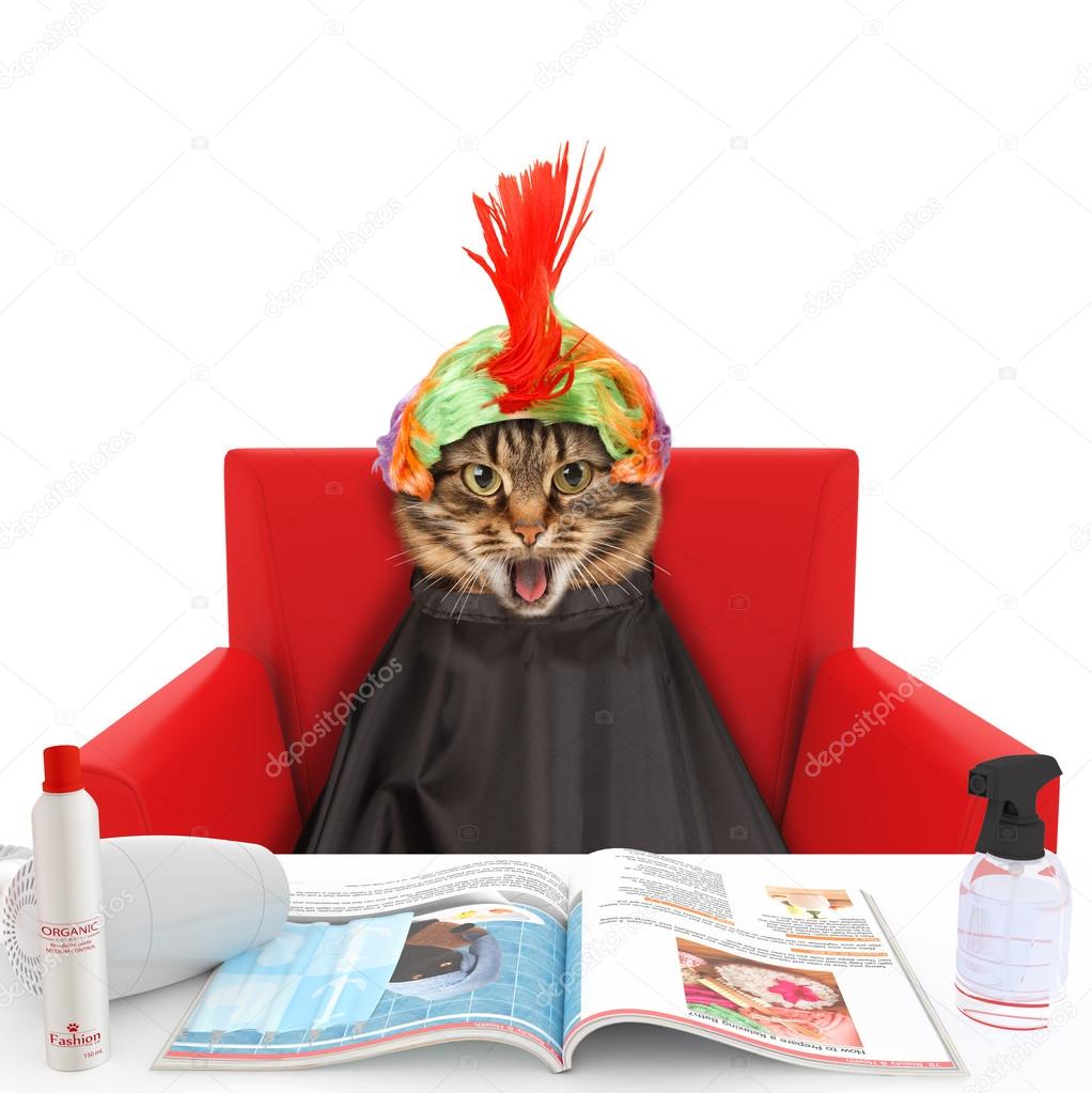 Funny cat at beauty salon