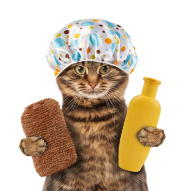 Havlu sünger ve şampuan kedi
