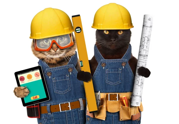 Construtor gatos no capacete — Fotografia de Stock